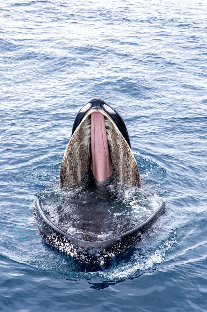 Tourism photography capturing whale watching experiences in Brisbane