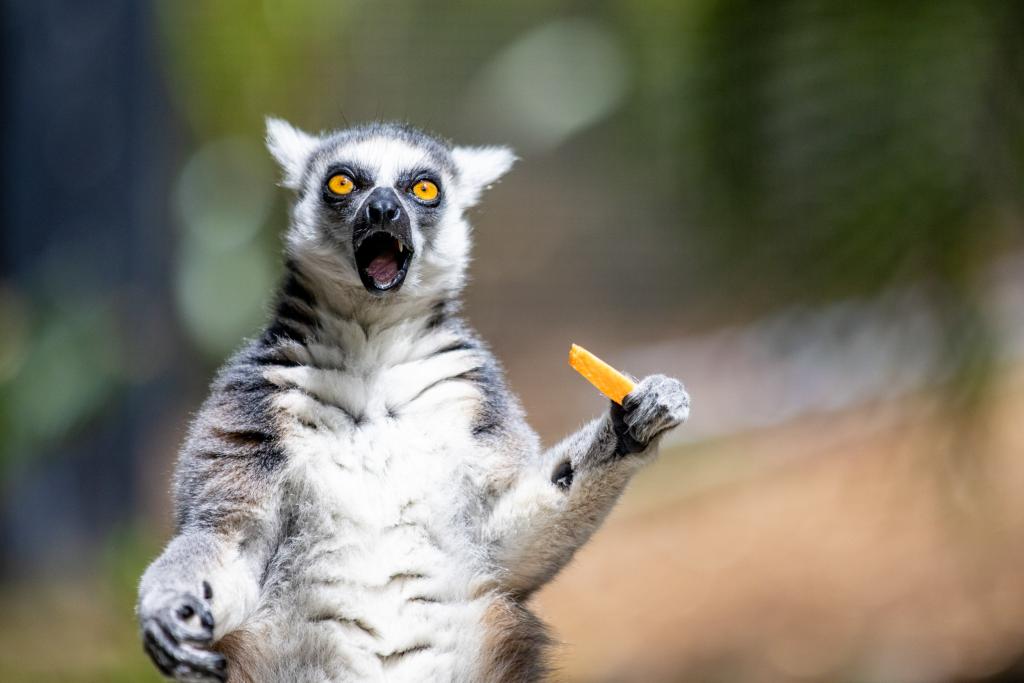 Tourism and wildlife photography captured at Currumbin Wildlife Sanctuary on the Gold Coast